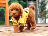 Red Brown 3 Aylık Toy Poodle Yavrumuz ALEX