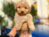 3 Aylık Dişi Maltipoo