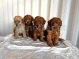 safkan toy poodle sağlıklı dişi yavrular İzmir