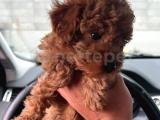 0 numara tiny ırk ve cinsli toy poodle Erkek