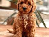 TOYPOODLE ORJİNAL IRK SAĞLIK GARANTİSİ VETERİNERDEN 