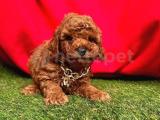 RED BROWN TOY POODLE YAVRULARIMIZ  