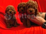 Red -Apricot Toy Poodle Yavrular 