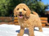 AŞILI TOY POODLE BEBEKLER ORJİNAL 