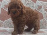 Muhteşem red brown toy poodle yavrumuz