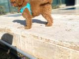 3.5 Aylık Erkek Red Toy Poodle 