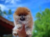 Yarışma düzeyi orjinal renk Teddy bear Pomeranian boo yavrumuz 