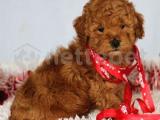 IRK VE SAĞLIK GARANTİLİ TOY POODLE BEBEKLER 