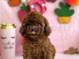 MİNİ TOY POODLE BEBEKLER