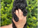 Siyah black toy poodle yavrumuz