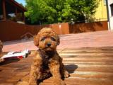 YAVRU PATİLERDEN 2,5 AYLIK ERKEK TOY POODLE YAVRUSU 