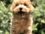 Tedyface Toy poodle yavrumuz