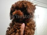 2.5 aylık toy poodle