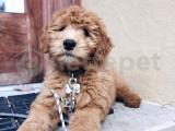 Labradoodle türkiyede tek üreticiden amerika ve çin kan hattı 