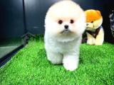 Minik Neşe Kaynağı Pomeranian Boo Yavrularımız