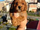 Red MALTİPOO Yavrular