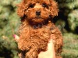 Orjinal Red Toy Poodle 