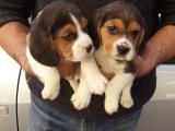 Sevimli ve Oyuncu Beagle Yavrularımız