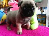 A kalite pug mops prenses 