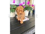 RED TOY POODLE YAVRULARIMIZ