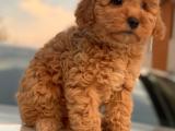 Toy Poodle Yavrular