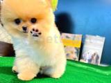 Çocuklar Ile İyi Geçinen Pomeranian Boo Yavrularımız 