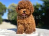 RENK RENK TOY POODLE BEBEKLER