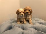 SEVİMLİ EŞSİZ TOY POODLE AİLESİ