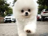 Irk Ve Sağlık Garantili Pomeranian Boo Yavrularımız 