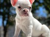 SEVİMLİ FRENCH BULLDOG KIZLARIMIZ