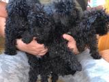 Orjinal toy Poodle yavrular