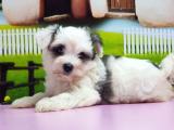 HAVANESE YAVRUMUZ TESLİME HAZIR 