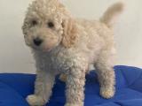 Minyatür apricot poodle erkek yavrumuz