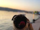 Erkek eğitimli pug