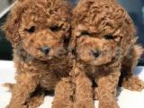 Red brown toy poodle yavrularımız AB pasaportlu 