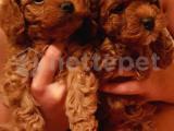 SECERELİ A KALİTE TOYPOODLE 