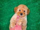 Şirin çok akıllı ve oyuncu Toy Poodle yavrumuz