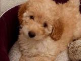 sevimli mini toy poodle bebek suratlı