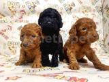 SİYAH TOY POODLE YAVRULAR