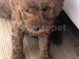 Safkan Red Toy Poodle Anne yanı dişiler