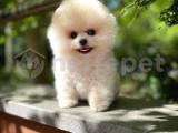 Emsalsiz Güzellikte Pomeranian Boo yavrumuz 
