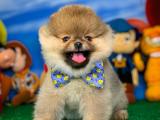 Pomeranian BOO oyuncu yavrumuz SUPERMEN / Yavrupatiler den