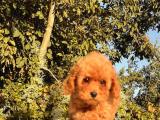 SAFKAN TOY POODLE YAVRULARI