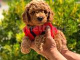 ORJİNAL TOY POODLE YAVRULARI 