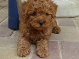 orjinal red poodle yavrular