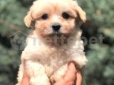 Özel Irk Maltipoo Yavrumuz