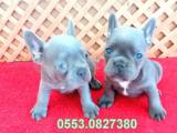 BLUE LİLAC QUAD FRENCH BULLDOG YAVRULAR İZMİR iletişim..05530827380