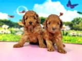 RESMİ ÜRETİCİDEN TOY POODLE YAVRULAR