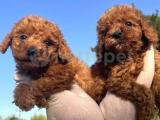 Mükemmel TOY POODLE Yavrularımız