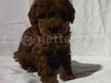 Show Kalite Toy Poodle yavruları erkek ve dişi